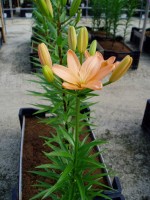 [1679 OrangeCocotte DJ No02.JPG]